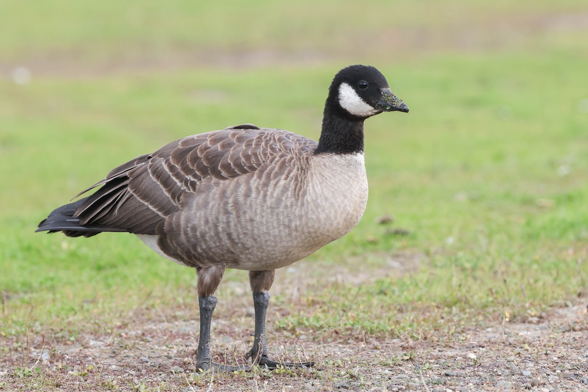 Branta kanadar txikia - ML646552300