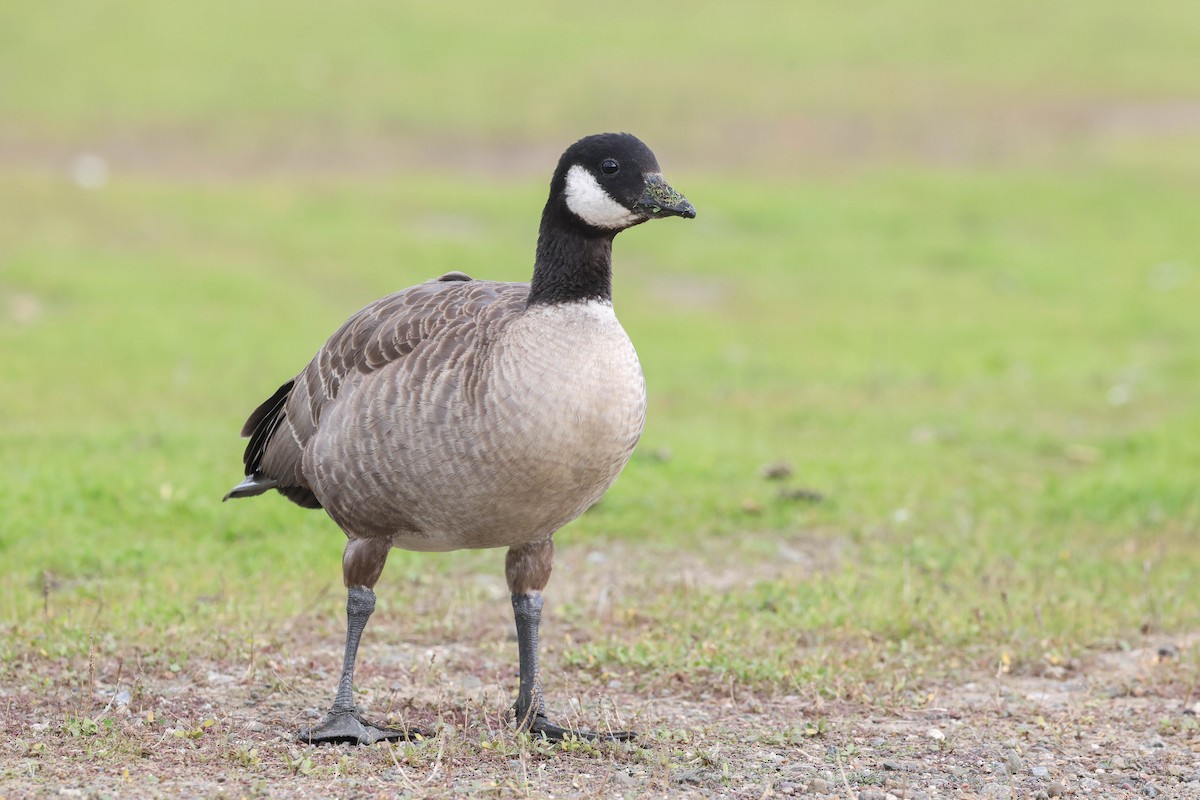 Branta kanadar txikia - ML646552301