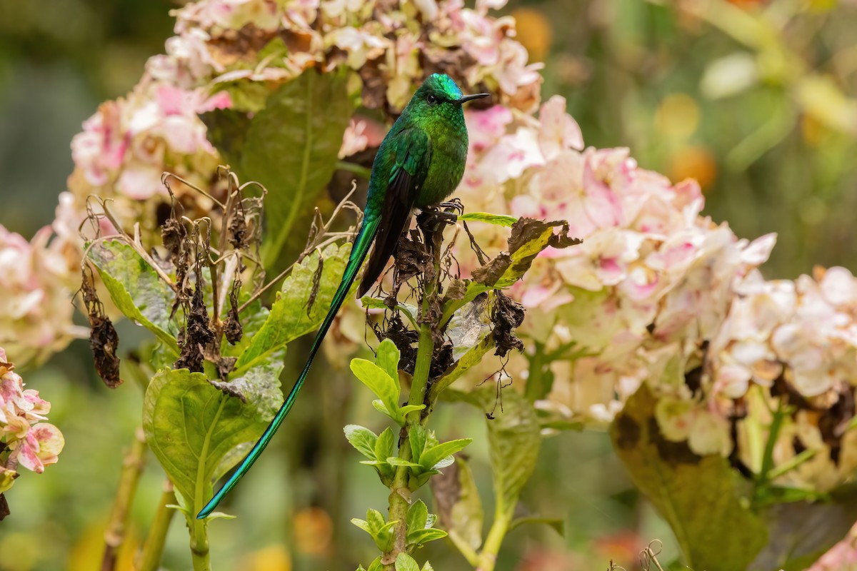 Long-tailed Sylph - ML646552302