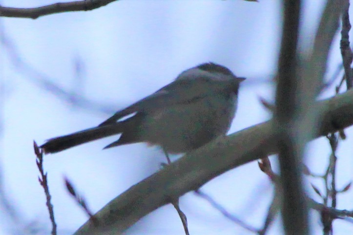 Mountain Chickadee - ML646552303