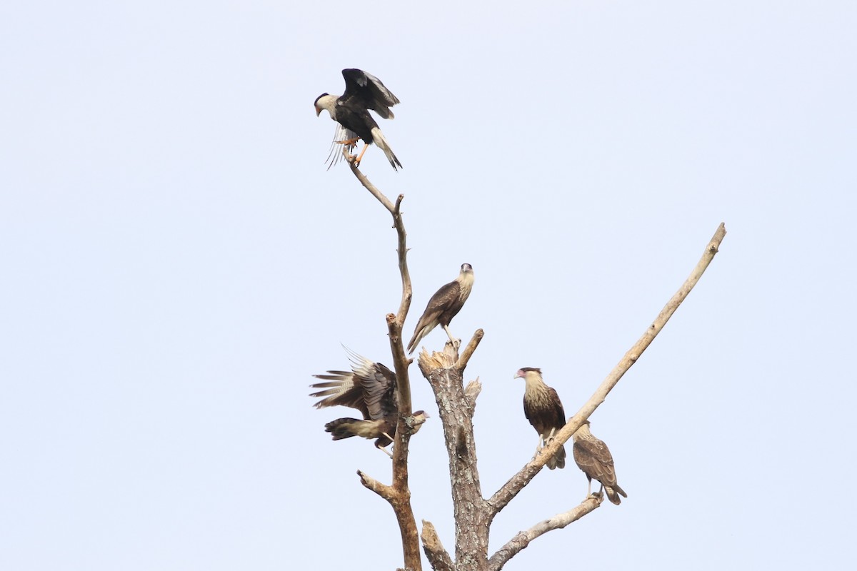 Crested Caracara - ML646552304