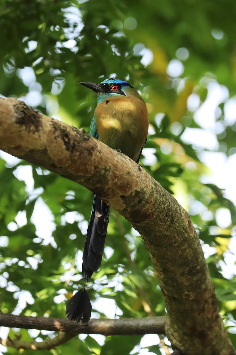 Lesson's Motmot - ML646552305