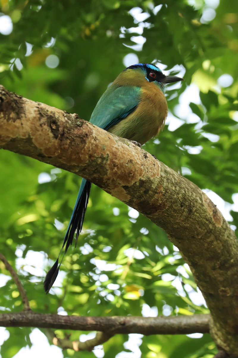 Lesson's Motmot - ML646552306