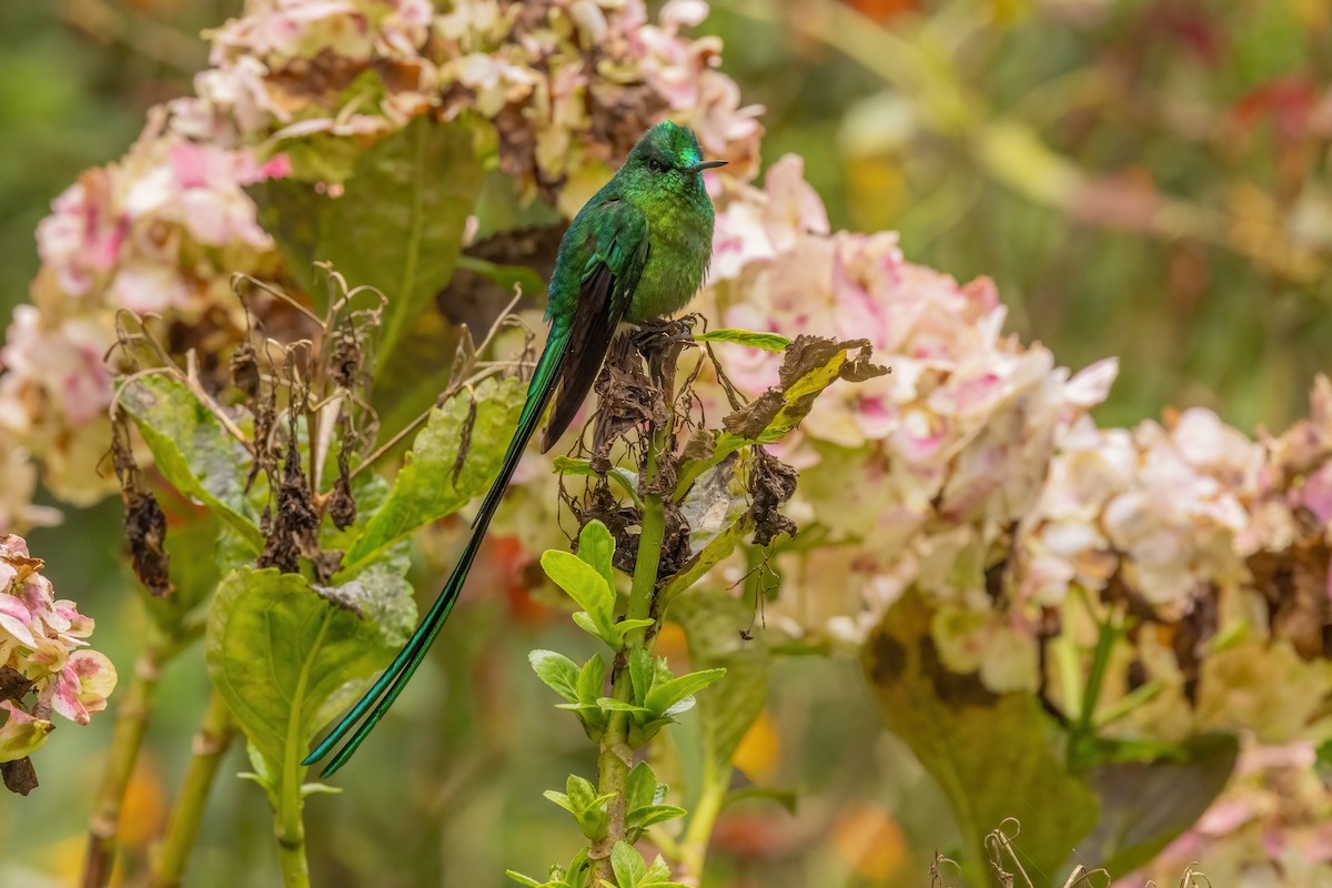 Long-tailed Sylph - ML646552308
