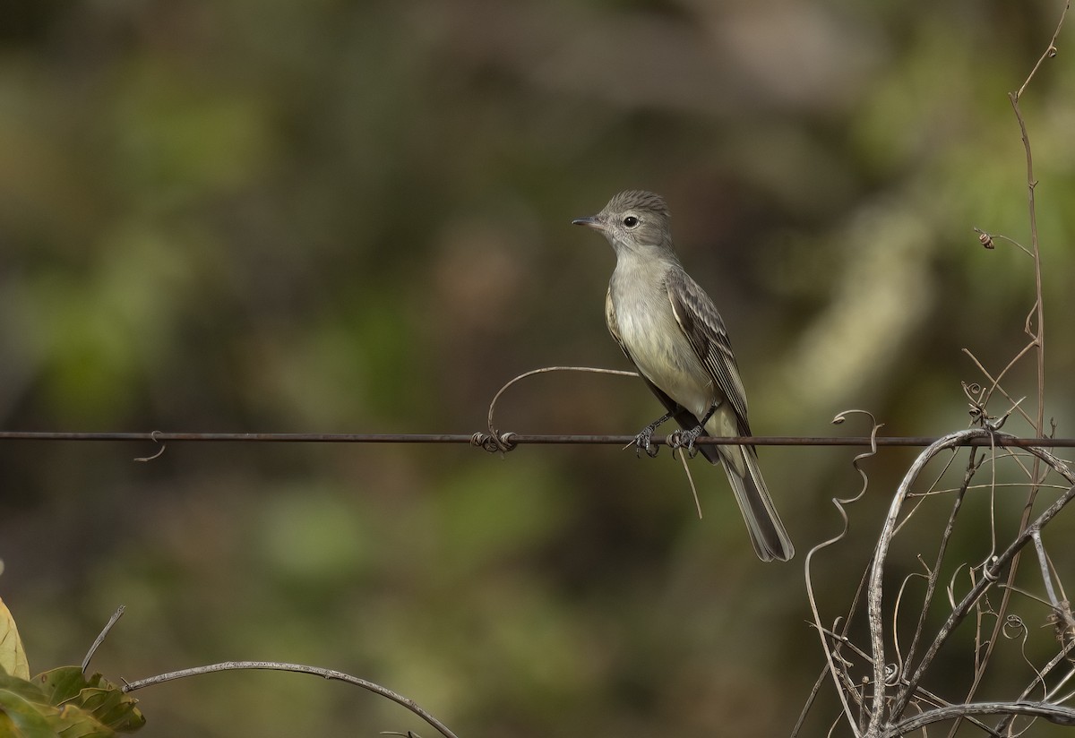 Lesser Elaenia - ML646552309