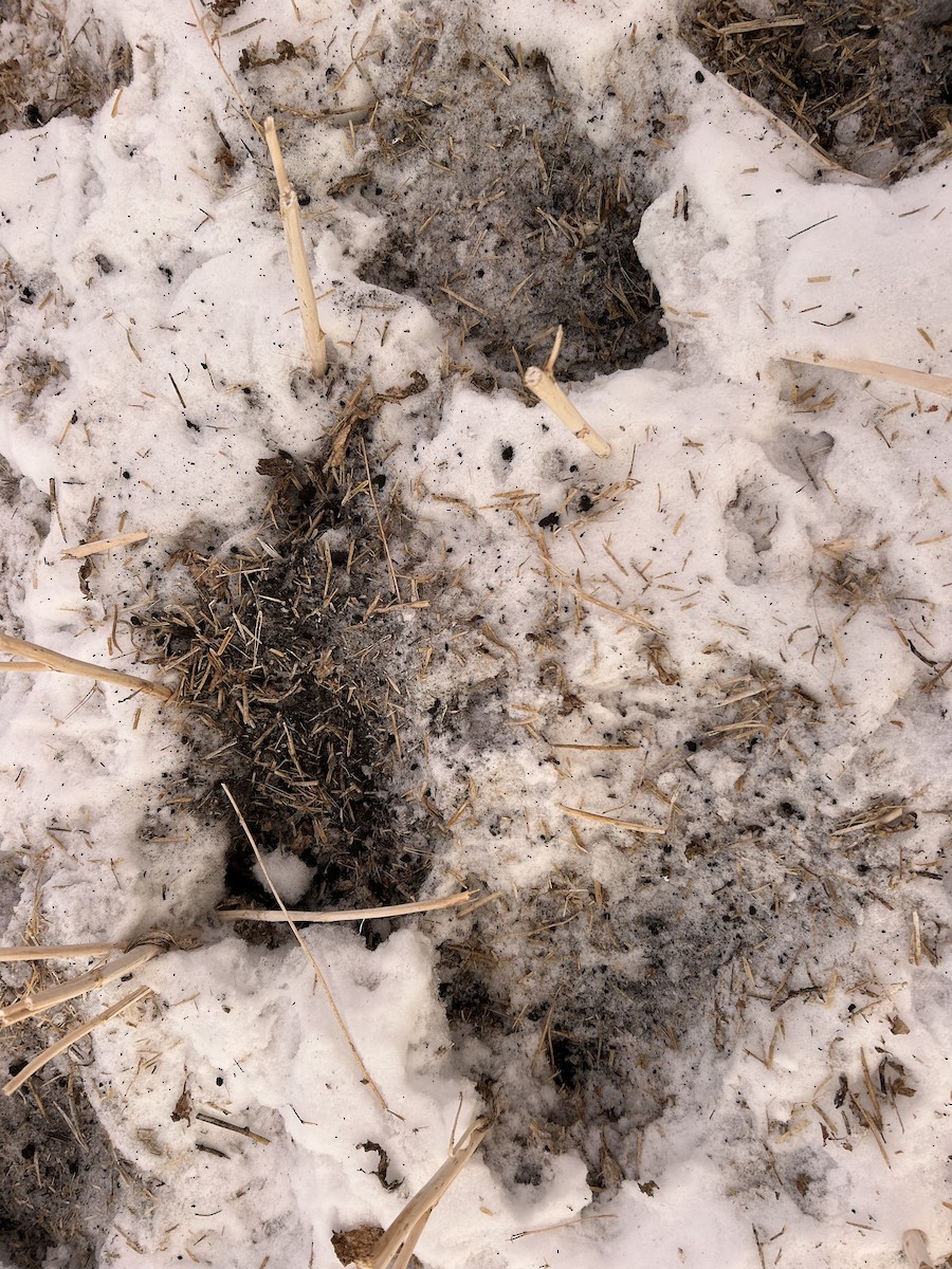 Eper grisa - ML646552310