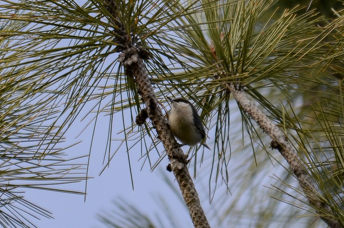 Pygmy Nuthatch - ML646552314