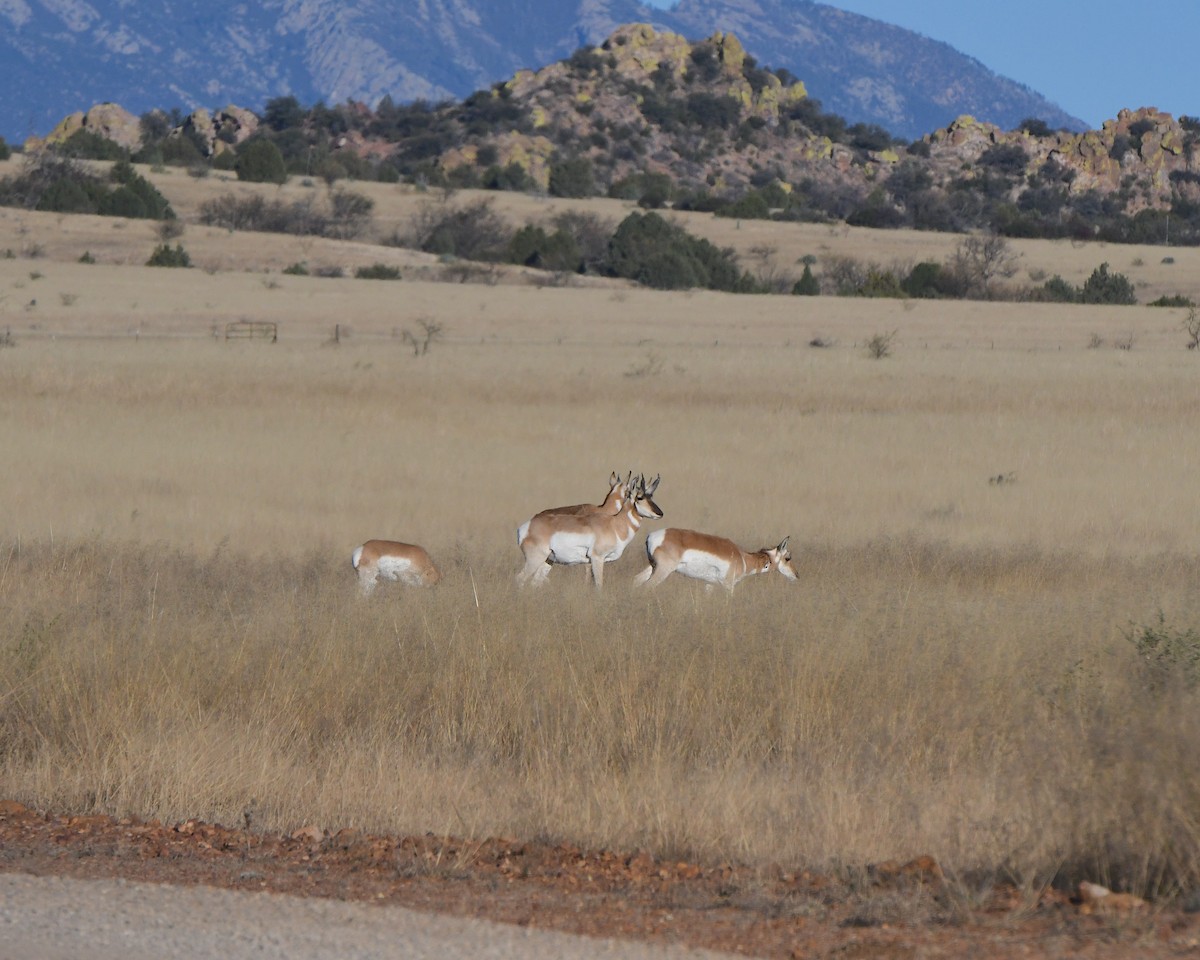 Antilocapra - ML646552315