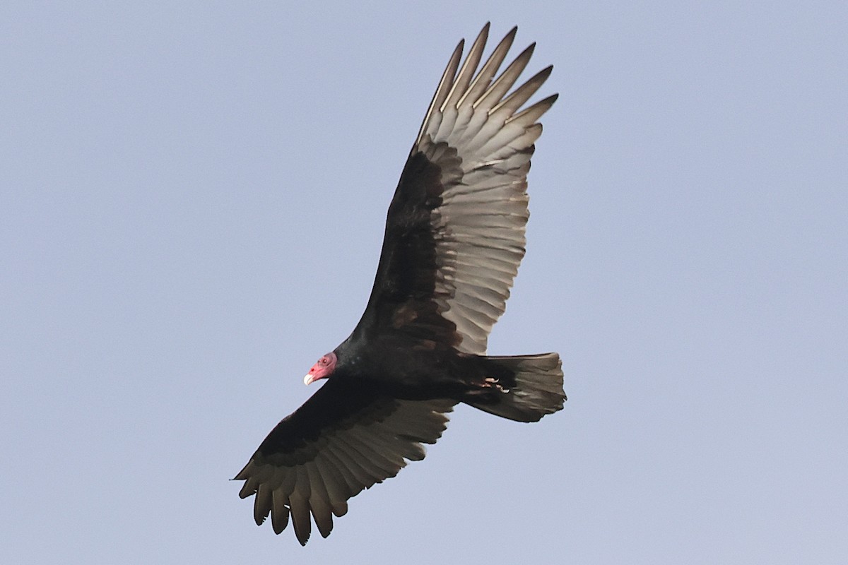 Zopilote indioilarra - ML646552316