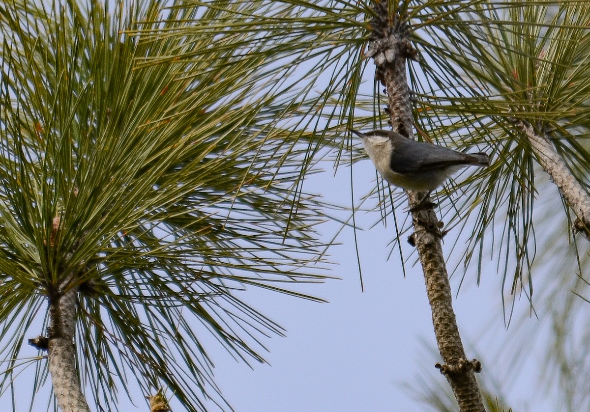 Pygmy Nuthatch - ML646552317