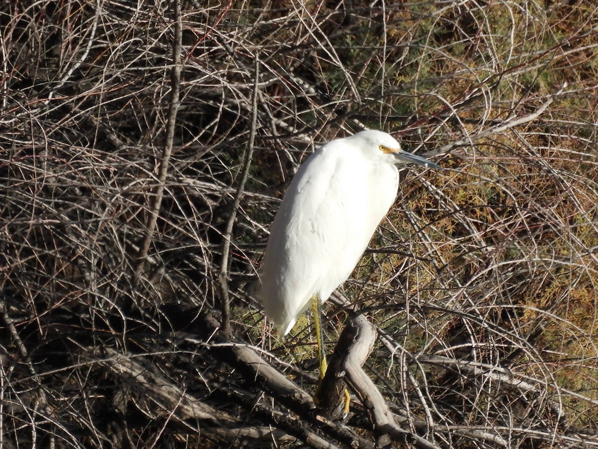 Snowy Egret - ML646552318