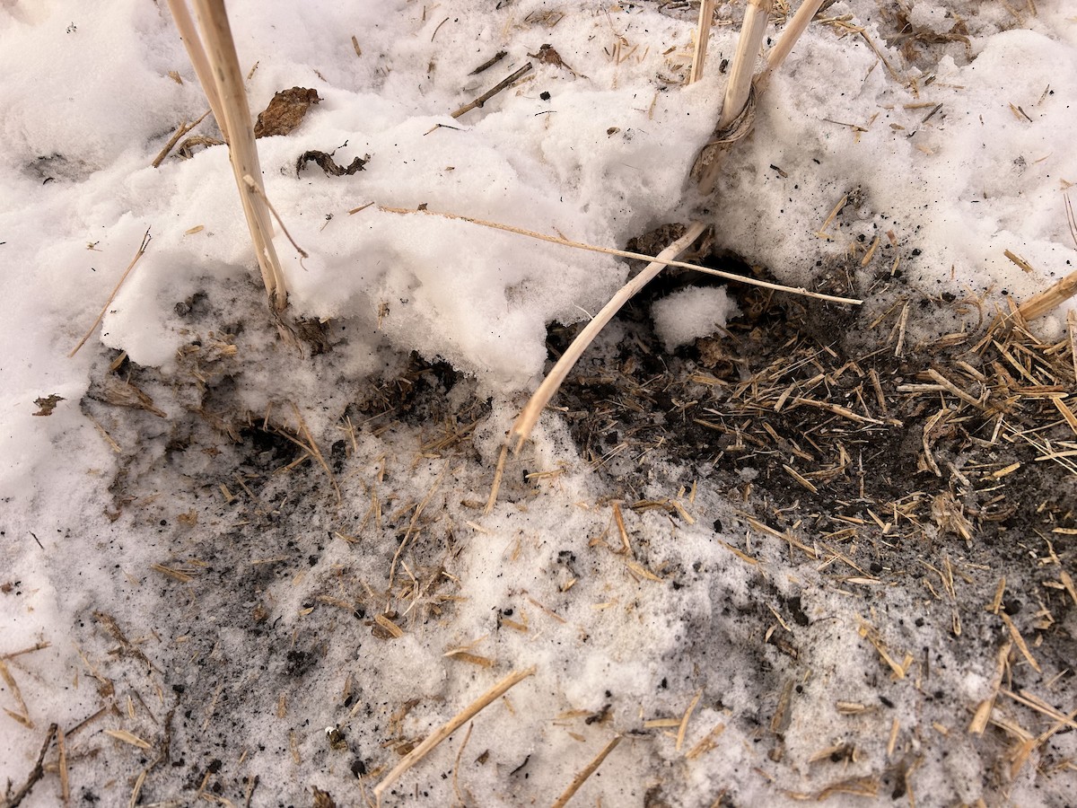 Eper grisa - ML646552319