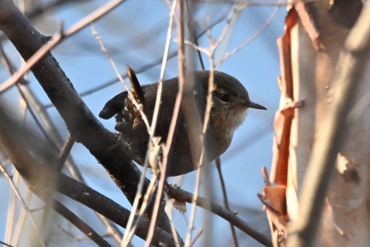 Winter Wren - ML646552320