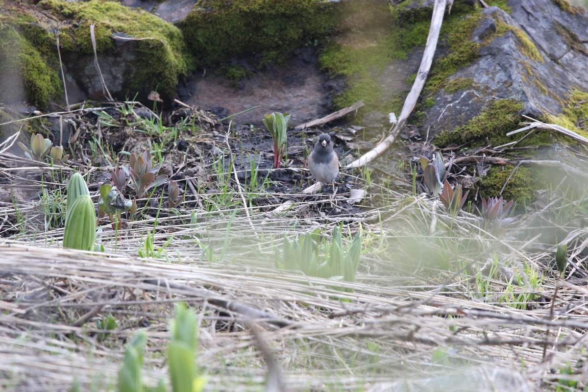 Dark-eyed Junco - ML646552321