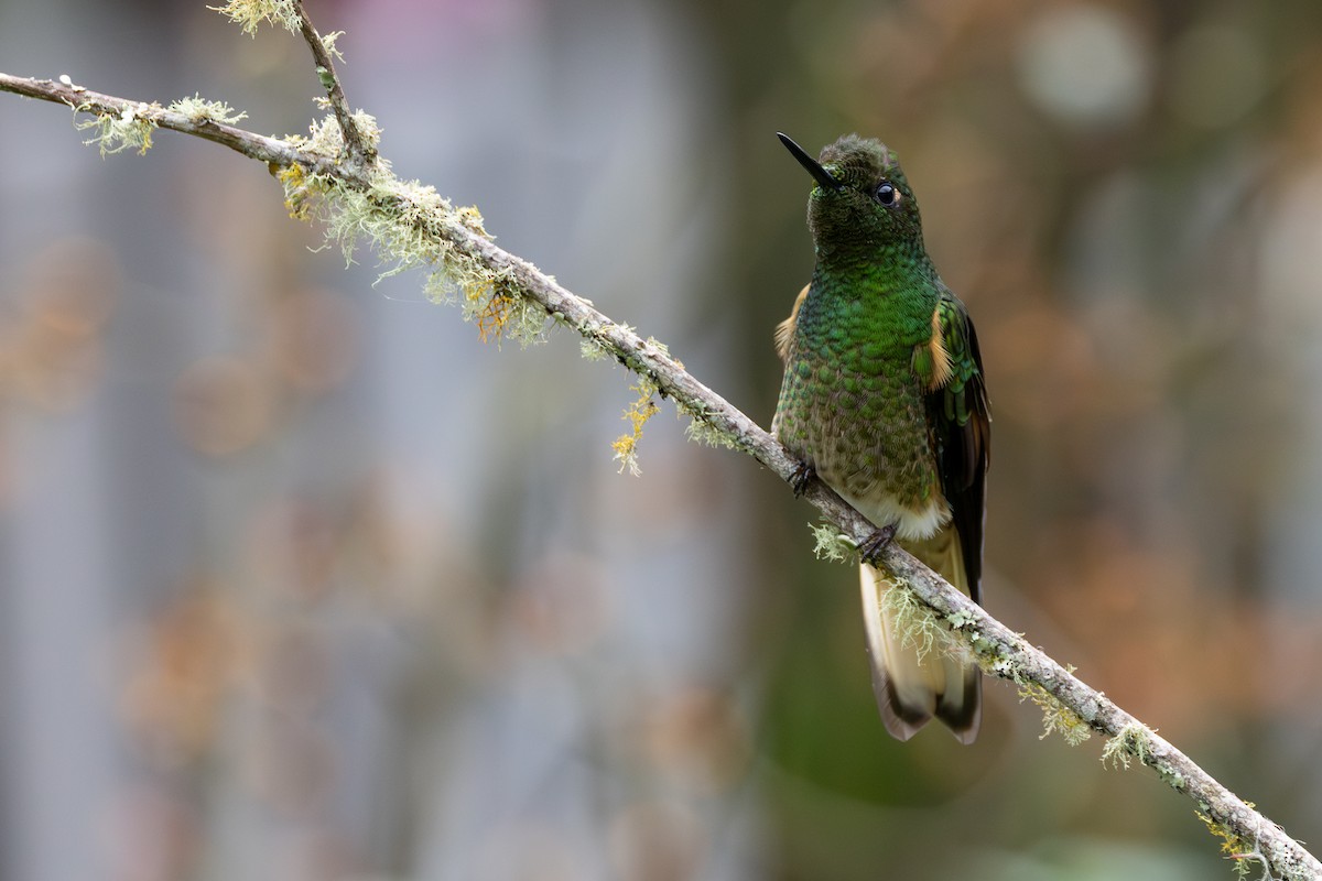 Бледнохвостый венценосец - ML646552323