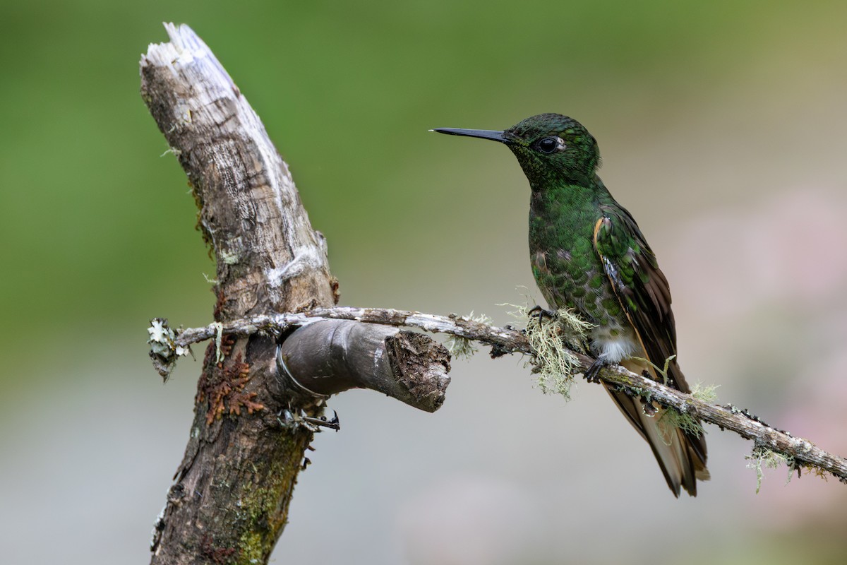 Бледнохвостый венценосец - ML646552324