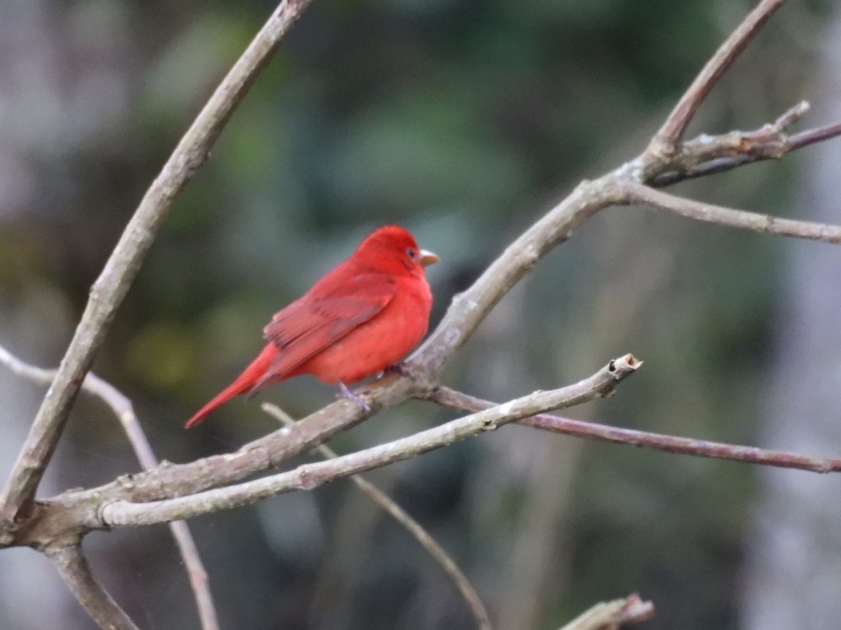 Summer Tanager - ML646552325
