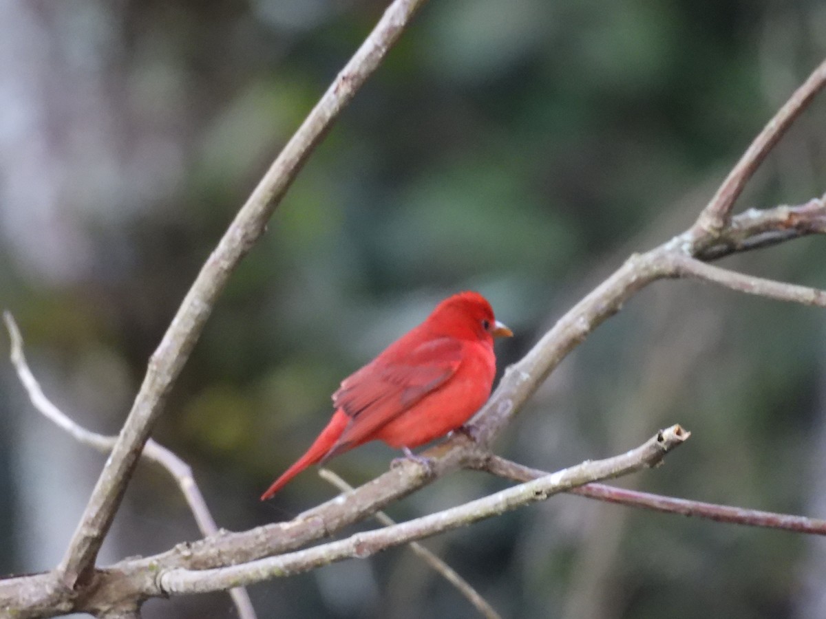 Summer Tanager - ML646552326