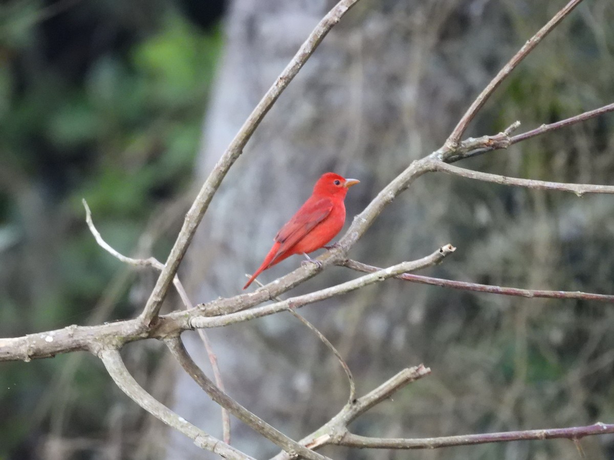 Summer Tanager - ML646552327