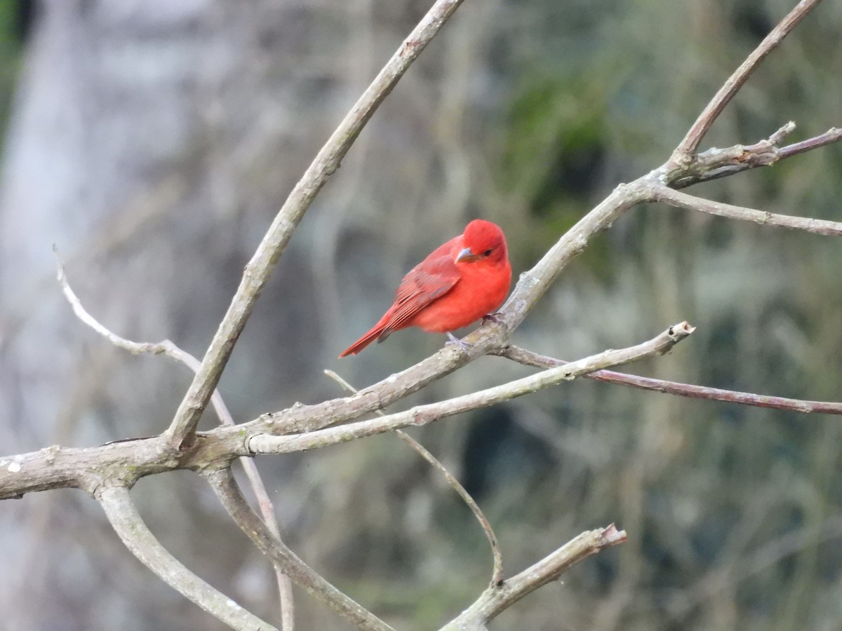 Summer Tanager - ML646552328