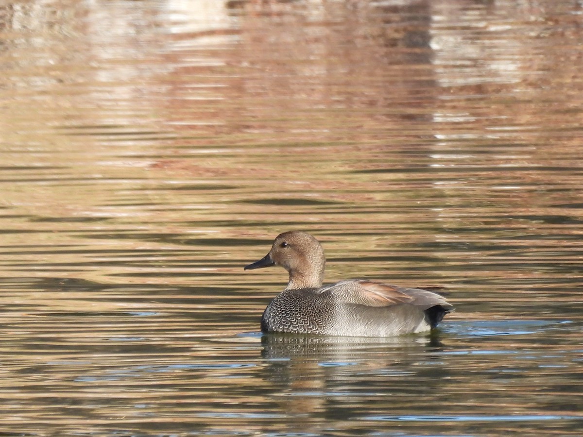 Gadwall - ML646552329