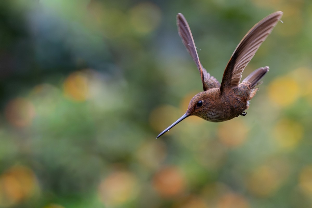 Бронзовый инка - ML646552333