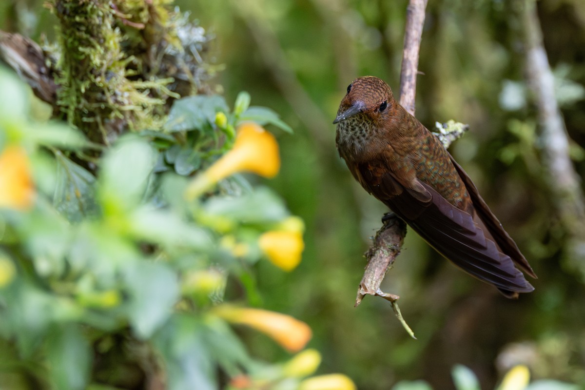 Бронзовый инка - ML646552334