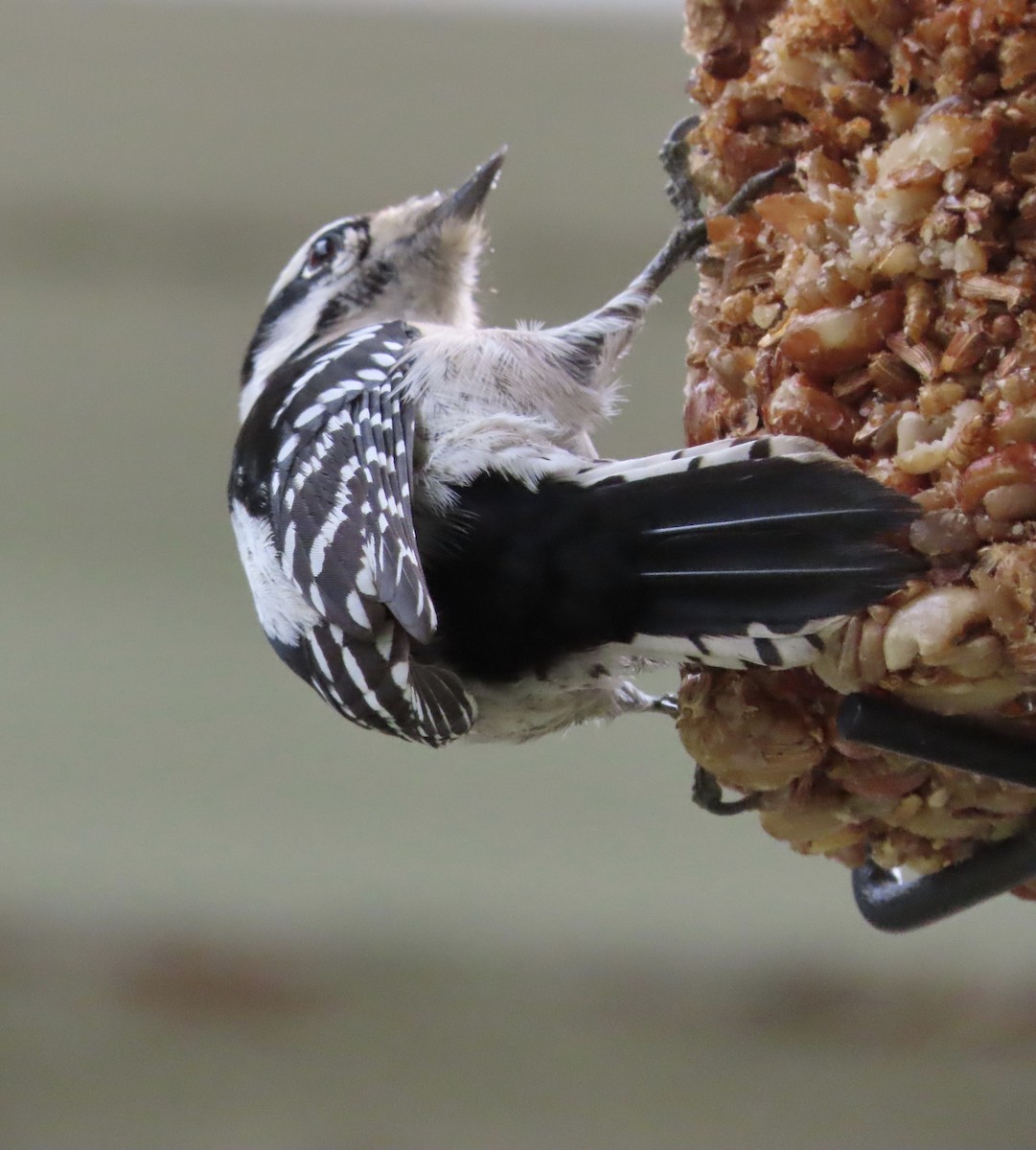 Downy Woodpecker - ML646552335