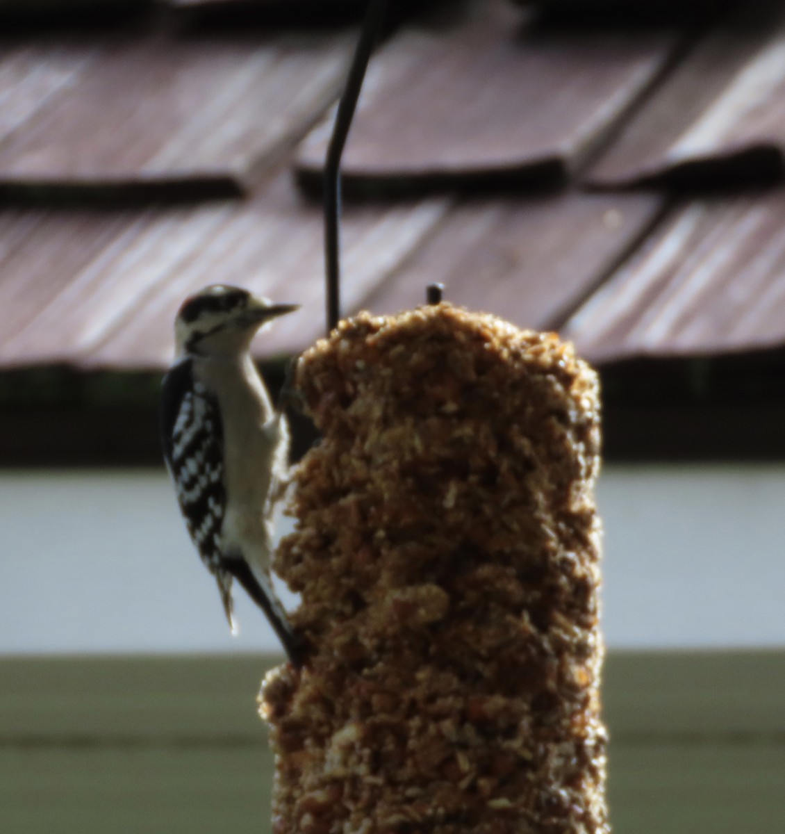 Downy Woodpecker - ML646552336