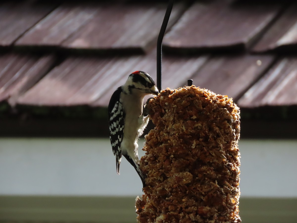 Downy Woodpecker - ML646552337