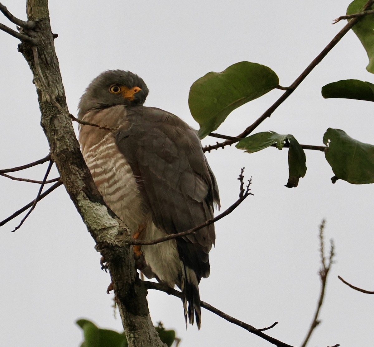 Busardo Caminero - ML646552338