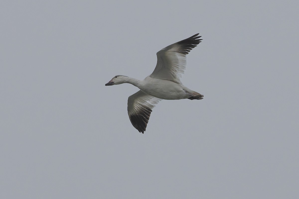 Snow Goose - ML646552339