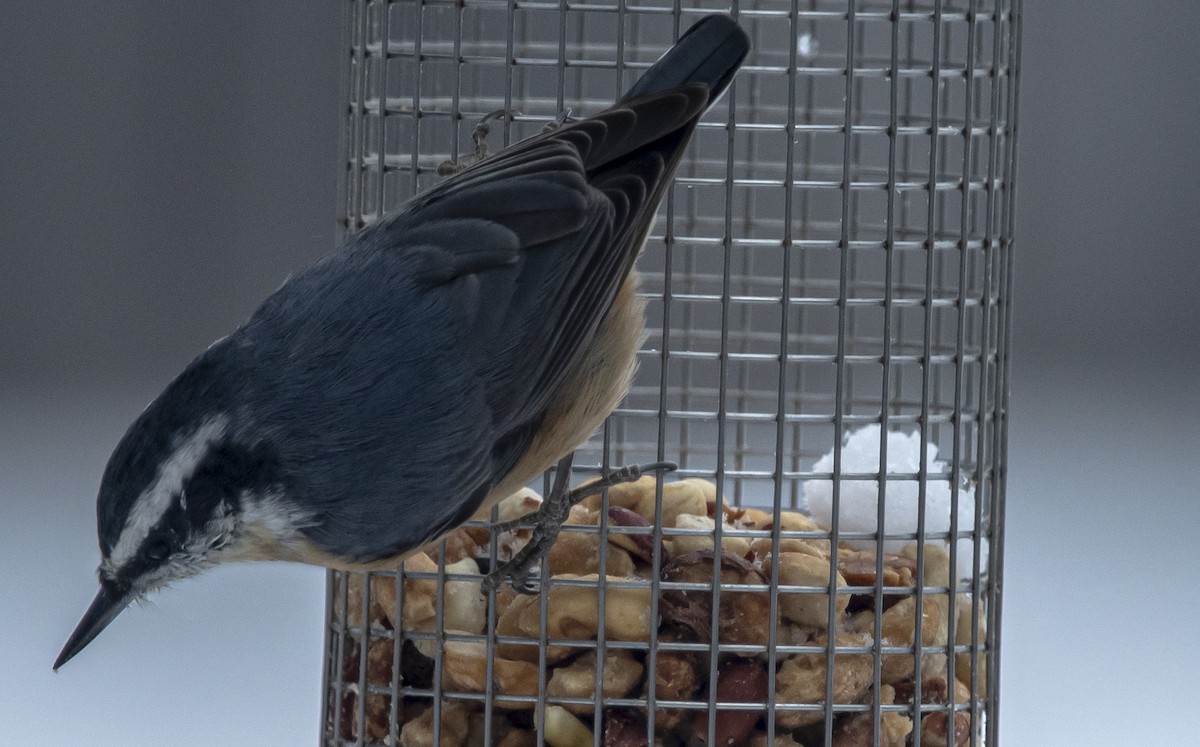 Red-breasted Nuthatch - ML646552343