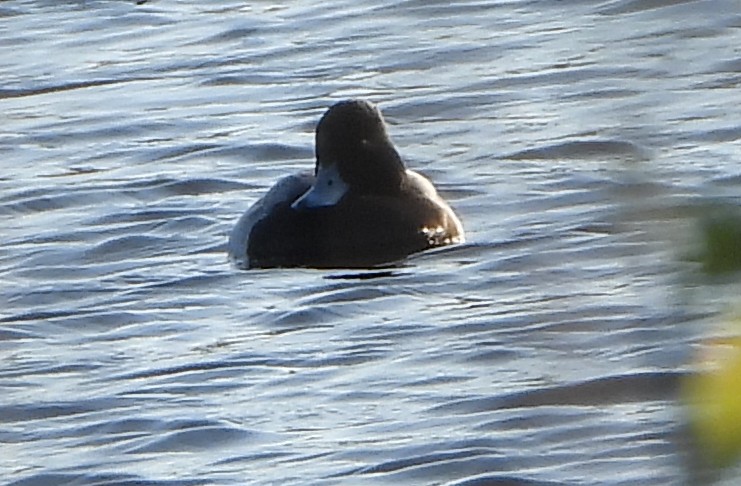 Lesser Scaup - ML646552345