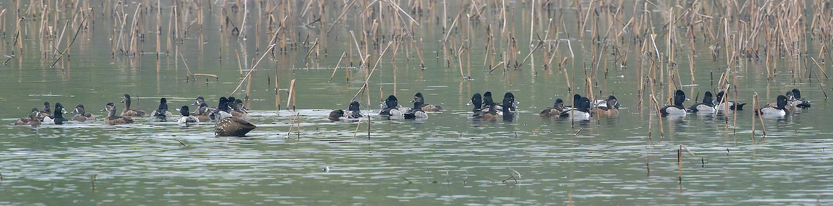 環頸潛鴨 - ML646552349