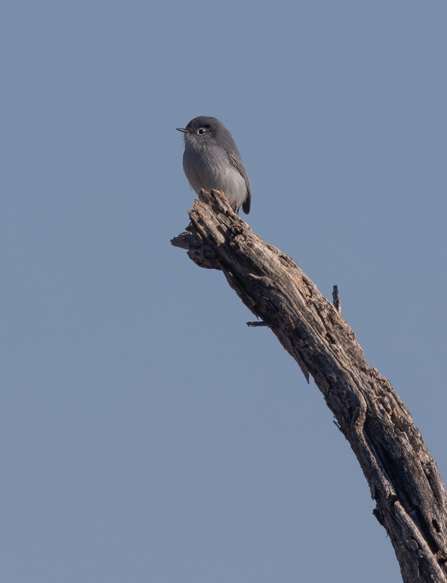 Чернохвостая комароловка - ML646552350