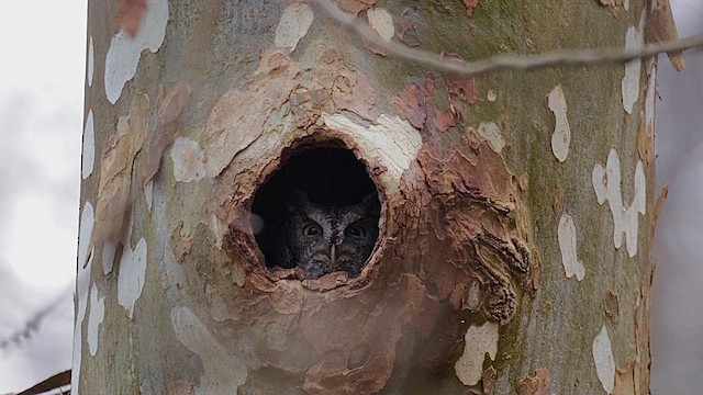 Eastern Screech-Owl - ML646552351