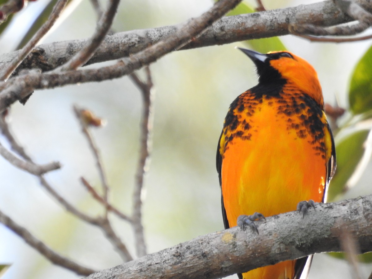 Spot-breasted Oriole - ML646552352