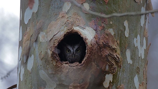 Eastern Screech-Owl - ML646552353