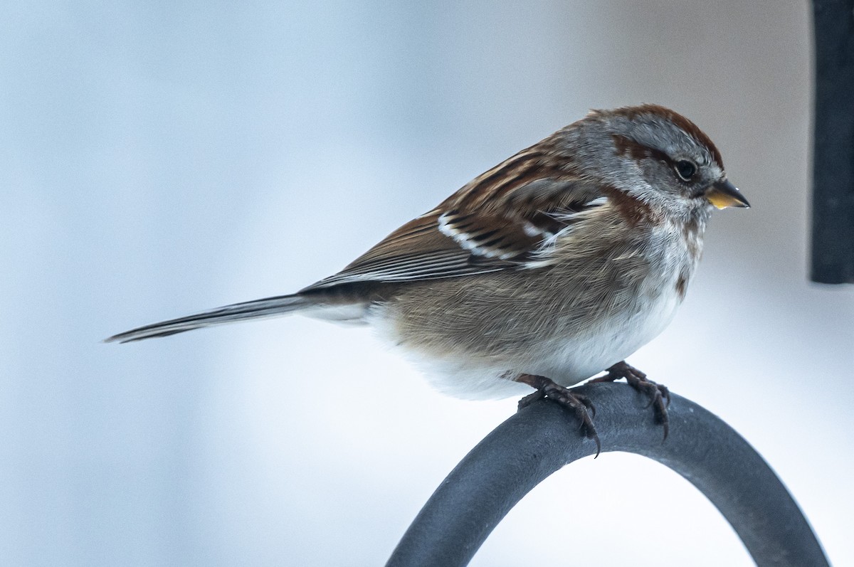 American Tree Sparrow - ML646552354