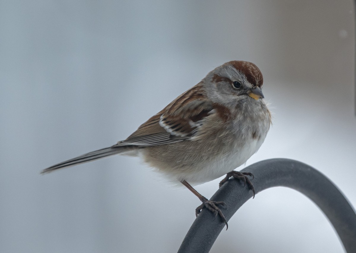 American Tree Sparrow - ML646552355