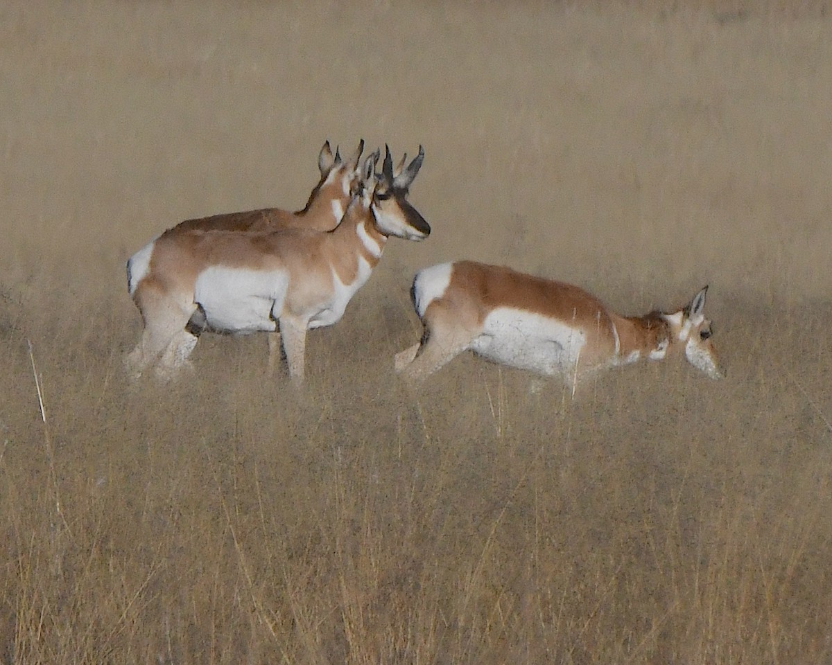 Antilocapra - ML646552356