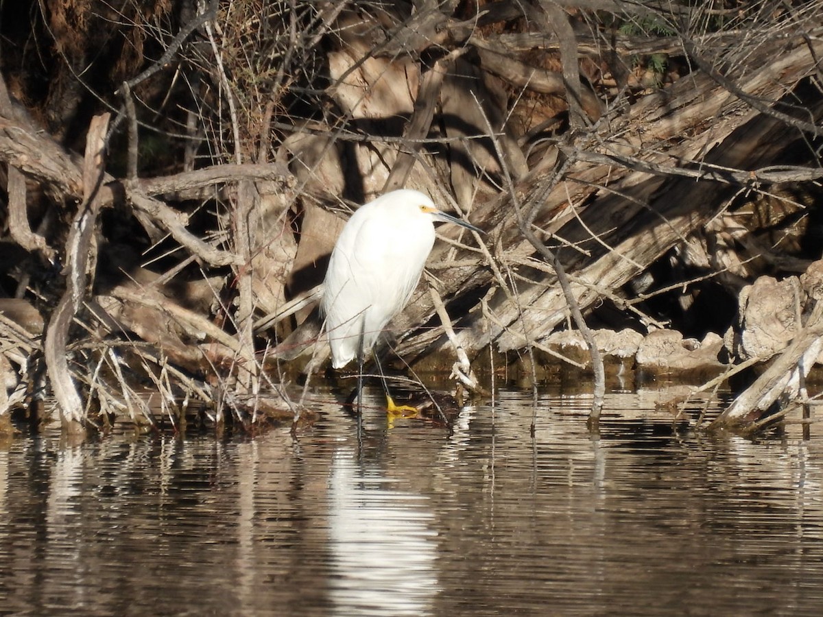 Snowy Egret - ML646552358