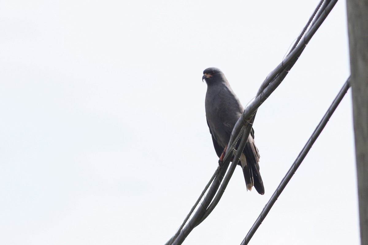 Snail Kite - ML646552359
