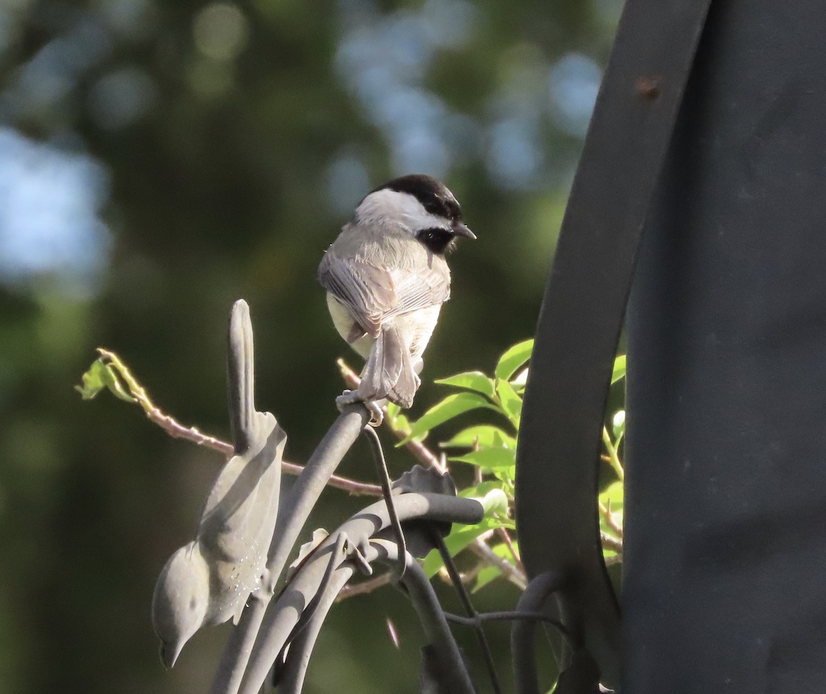 Carolina Chickadee - ML646552361