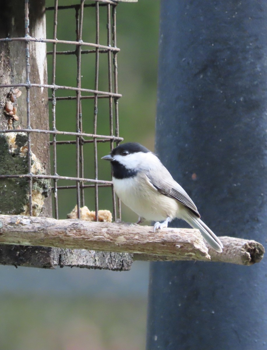 Carolina Chickadee - ML646552364