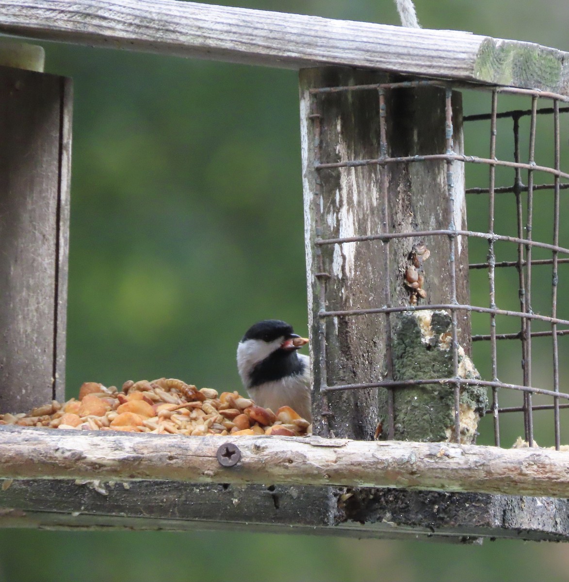 Carolina Chickadee - ML646552365
