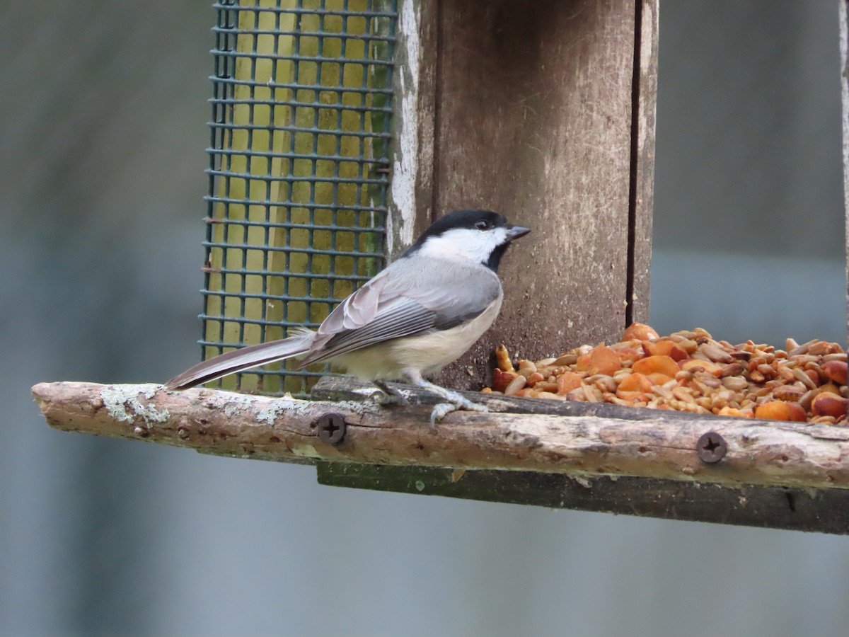 Carolina Chickadee - ML646552366