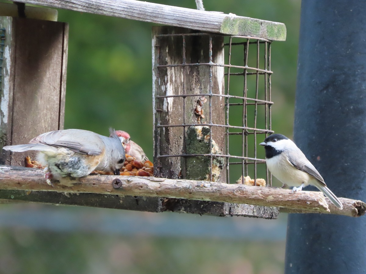 Carolina Chickadee - ML646552367