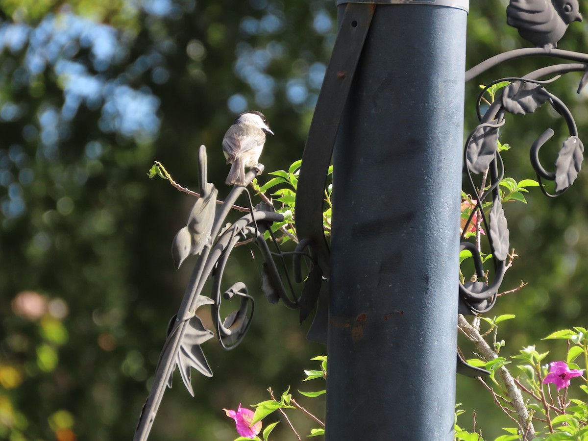 Carolina Chickadee - ML646552369